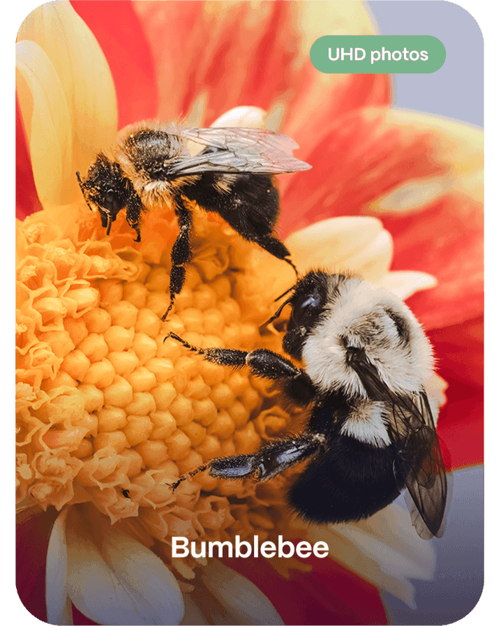 Bee Hotel