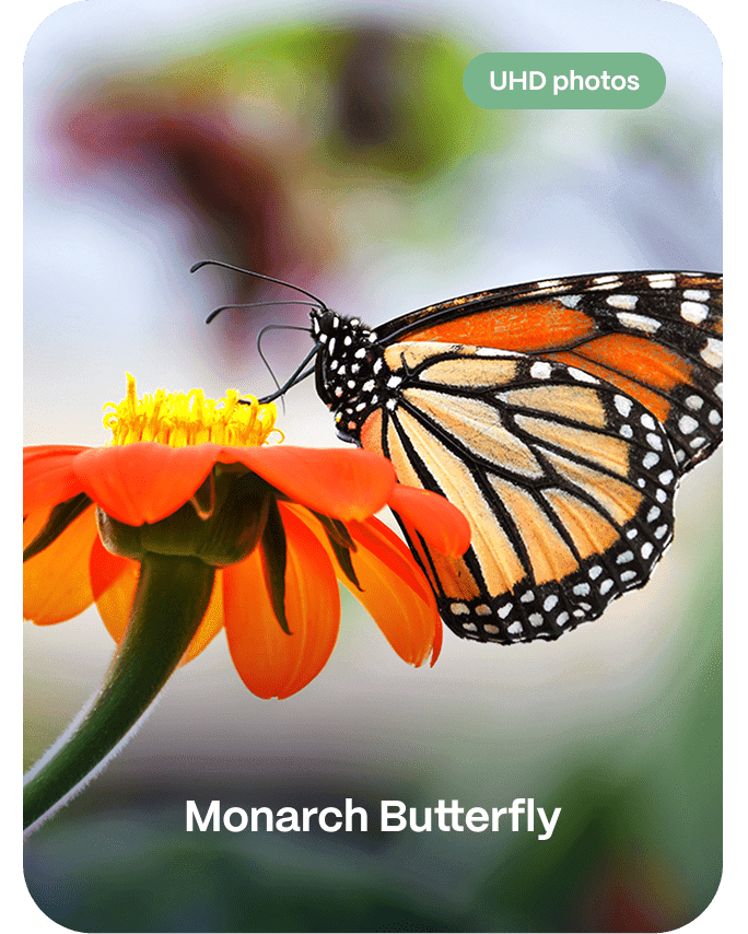 Butterfly Feeder